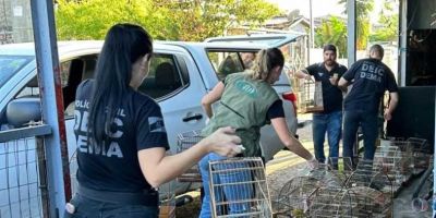 Polícia Civil apreende pássaros de espécie ameaçada de extinção em Gravataí