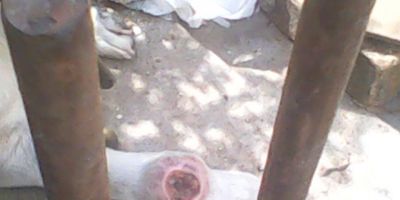 Espaço do Leitor: cão ferido que a dona não deixa ser tratado