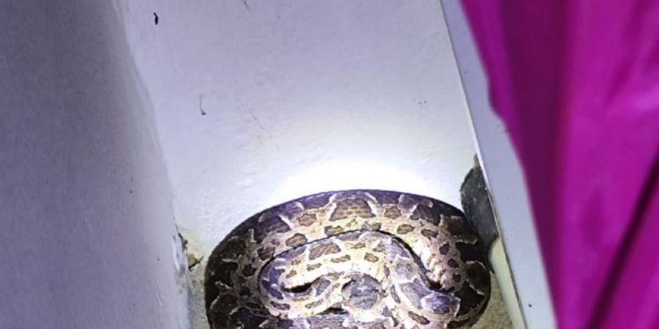 Cobra da espécie cruzeira é capturada em residência em Encruzilhada do Sul