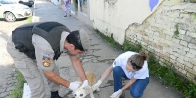 Camaquã - Após denúncia no Blog do Juares, cadela é tratada no centro da cidade. Pelotão Ambiental atendeu a ocorrência