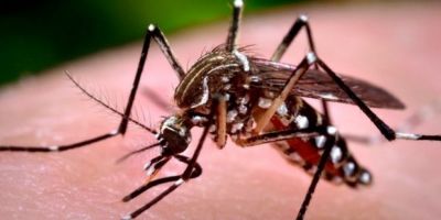 Brasil se aproxima de 2 milhões de casos de dengue