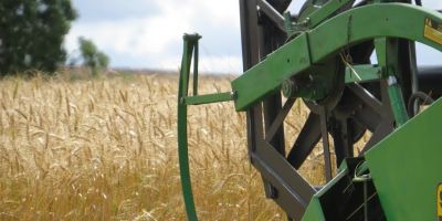 Colheita do trigo avança e qualidade do produto frustra agricultores