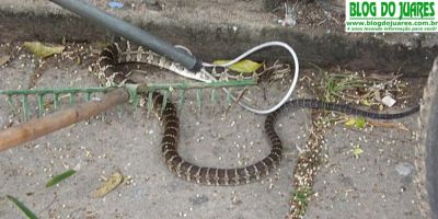Aparição de cobra no centro da cidade marca a Sexta-feira 13 em Camaquã