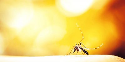 Dois idosos morrem em decorrência da dengue no Rio Grande do Sul