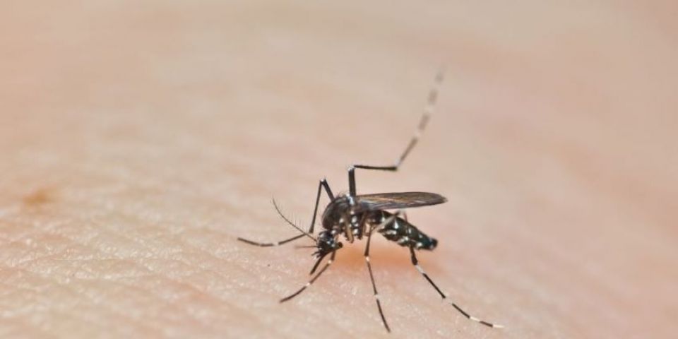 RS chega a 60 óbitos causados pela dengue em 2024