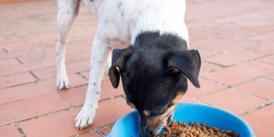 Confira quais alimentos podem ser oferecidos para os cães  