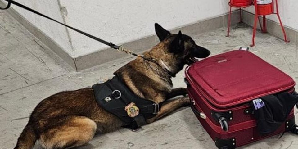 PF apreende 4,3kg de cocaína com passageiro que embarcaria à Europa no Aeroporto Internacional de Porto Alegre