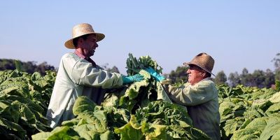 TABACO: com umidade, produtores devem atentar para a colheita segura