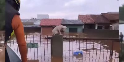 Pelo menos 3,5 mil animais ilhados pela chuva foram resgatados no RS