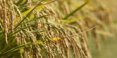 Arrozeiros garantem que não faltará arroz mesmo com as enchentes no RS