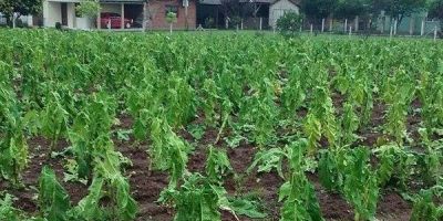 Temporal causa danos a diversas regiões do Rio Grande do Sul