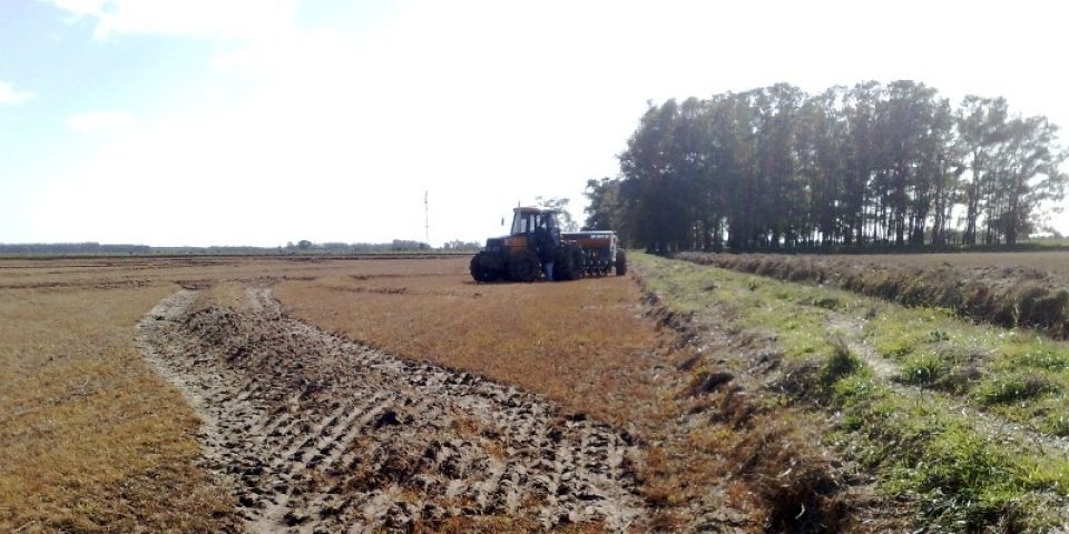 Plantio de arroz atinge 62,08% da área no Estado