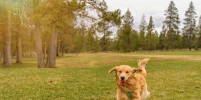 Outono pet: cuidados importantes para manter seu amigo de quatro patas saudável e feliz