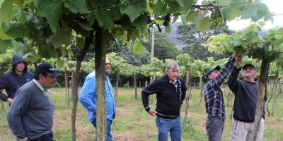 SMAA promove encontro de viticultura em Camaquã