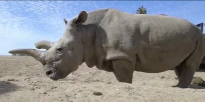 MUNDO: um dos 4 últimos rinocerontes brancos no mundo morreu nos Estados Unidos