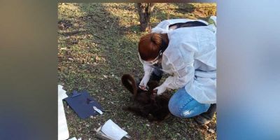 Após bugio ser encontrado morto em Chuvisca, Prefeitura faz alerta para moradores    