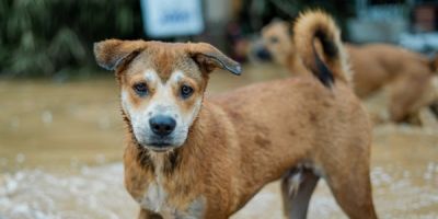 Governo do RS inicia castração de animais resgatados das enchentes