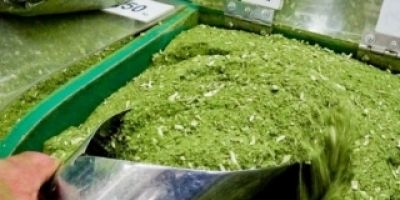 Camaquã - Secretaria Municipal da Agricultura vai incentivar o plantio de erva mate no município