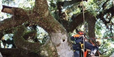 Avaliação fitossanitária é realizada na Figueira da Paz, em Arambaré   