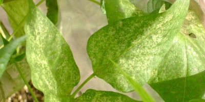 Feijões da Fepagro ajudam a detectar níveis de ozônio na atmosfera