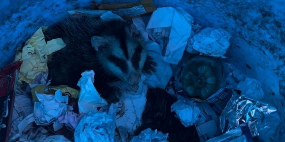 FOTOS: gambá é resgatado em escola estadual em Camaquã