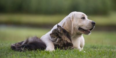 Envenenamento em pet: saiba quais são os primeiros socorros nesses casos   