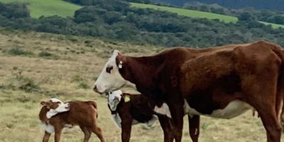 Produtores devem ter atenção com carrapato bovino mesmo no inverno