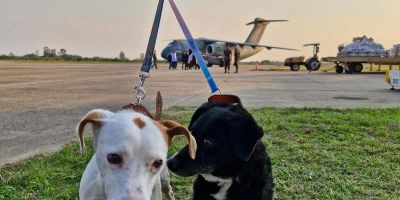 Mais 35 cães resgatados das enchentes são enviados para feira de adoção no Rio de Janeiro