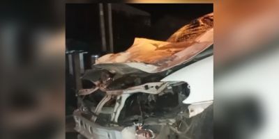 Cavalo morre após ser atingido por carro na BR-116 em Camaquã  