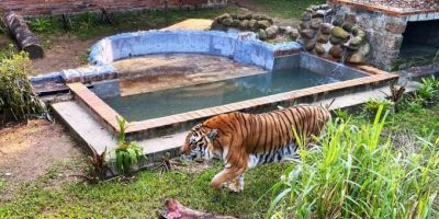 Tigre que vive no Parque Zoológico de Sapucaia do Sul ganha nova casa