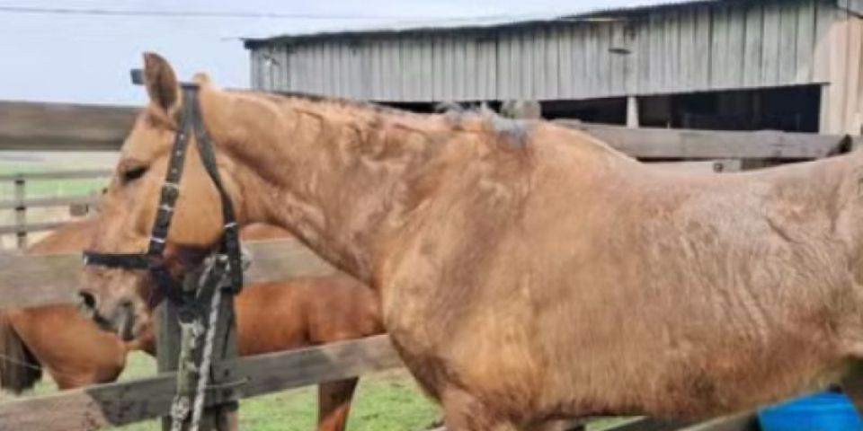 Cavalos de grupo que conduz a Chama Crioula morrem em Rosário do Sul