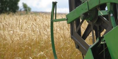 RS perde 34,38% da produção de trigo esperada para esta safra