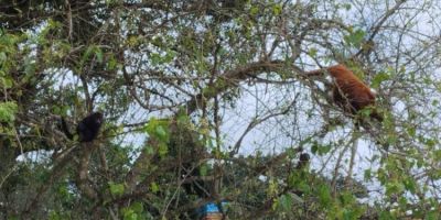 VÍDEO: família de bugio é vista na área urbana de Camaquã