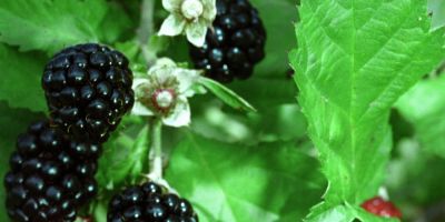 Feira de pequenas frutas, artesanato e mel acontece em Vacaria