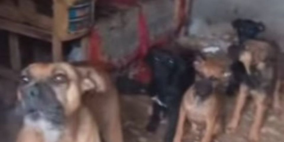 Arca e Brigada Militar resgatam cães em situação de maus-tratos em Camaquã  