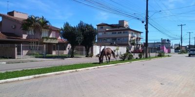 Cavalo solto em via pública quase causa acidente de trânsito em Camaquã