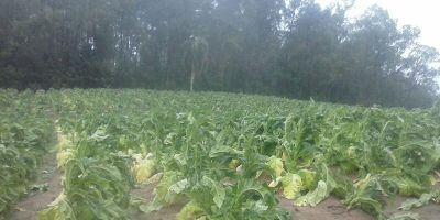 Granizo atinge lavouras de fumo em Cerro Grande do Sul nesta quarta