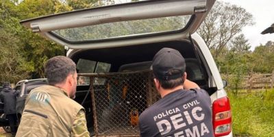 Mais de 50 araras são resgatadas de situação de maus-tratos em criadouro ilegal no RS