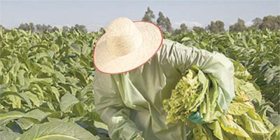 SindiTabaco lança campanha de prevenção da Doença da Folha Verde