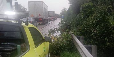 Queda de árvore e fios de energia na pista causam bloqueio total na BR-116 em Cristal