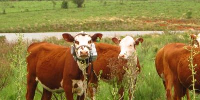 Pesquisa da Fepagro monitora sons dos bovinos no pasto