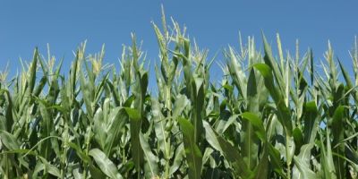 Chuvas e temperaturas elevadas favorecem as lavouras de milho no RS