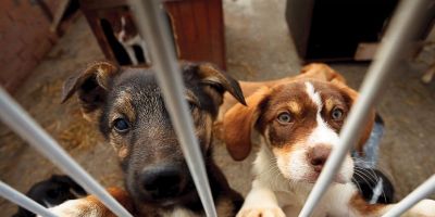 Animais resgatados das enchentes podem ser adotados durante a 70ª Feira do Livro de Porto Alegre