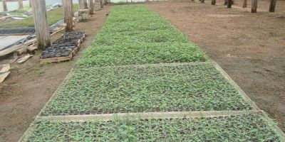 Dom Feliciano - horto municipal já entregou 13 mil mudas