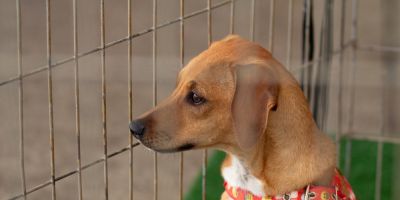 SOS Animais promove feira de adoção neste sábado (23) em Pelotas