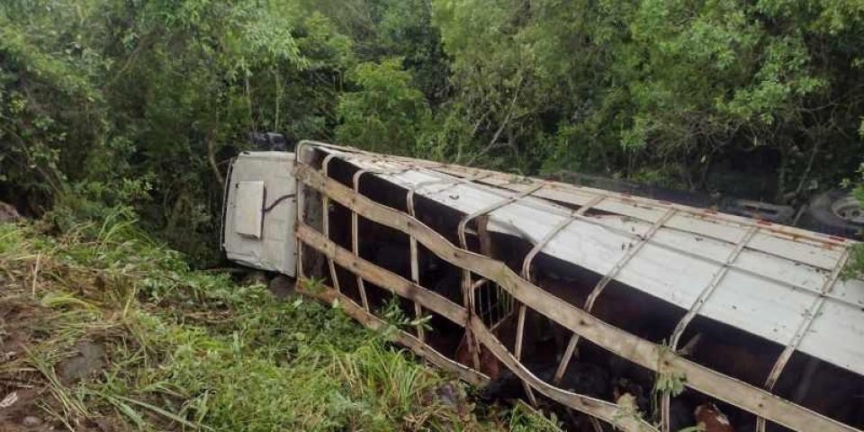 Animais morrem em tombamento de carreta no Sul do RS