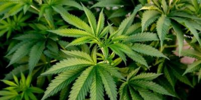 Brasil atingiu a marca de 672 mil pacientes que se tratam com cannabis