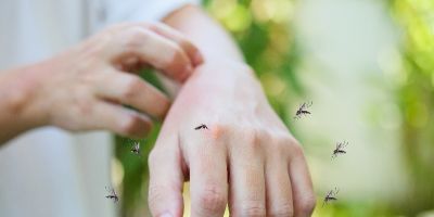 RS ultrapassa a marca de 200 mil casos confirmados de dengue;  especialista alerta para os cuidados