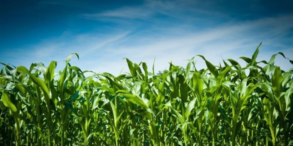 Governo do RS garante subsídio integral da parcela transgênica do Programa Troca-Troca de Sementes de Milho e Sorgo