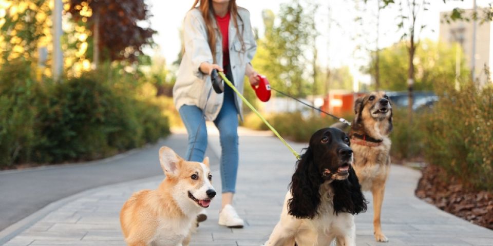 Cuidados com pets em tempos de calor